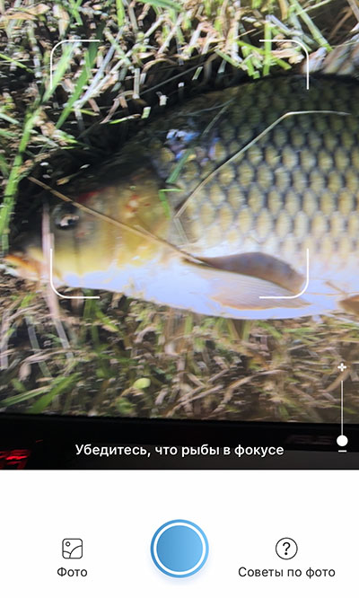 Снимок рыбы
